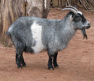Chèvre