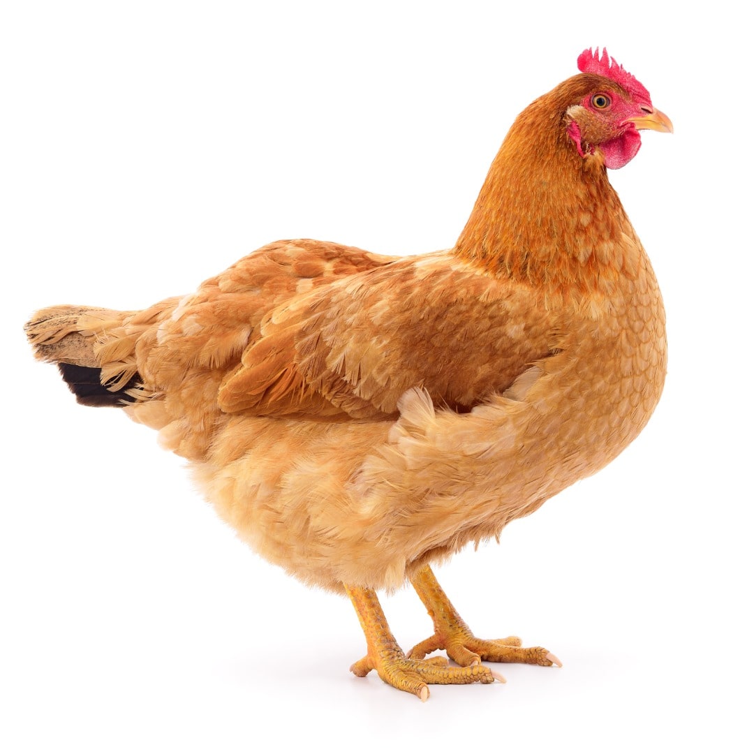 Poule